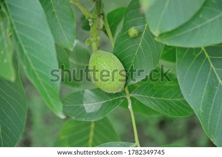 walnut fruits on a tree on a background of green leaves