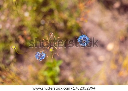 Bright natural rich background from meadow plants. Multicolored flowers and herbs. Screensaver for screens. Blurred background, clear outline of the plant. Meadows and fields of Belarus. Rest in Belar