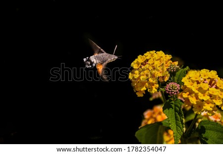 Hummingbird Hawk Moth Meets Flowers