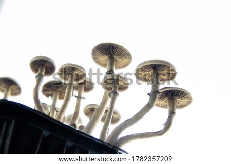 Fresh Psilocybin shroom. Psilocybin cubensis mushroom. Magic shroom. Fungi hallucinogen.