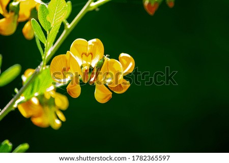 Yellow flowers wallpaper blurred background
