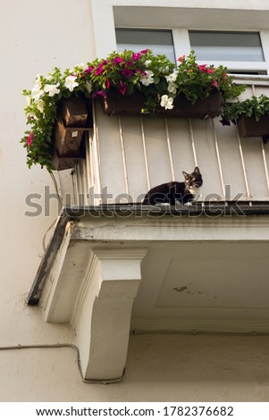 White balcony of an old building, window with multi-colored petunia flowers in pots. Black cat on the balcony.