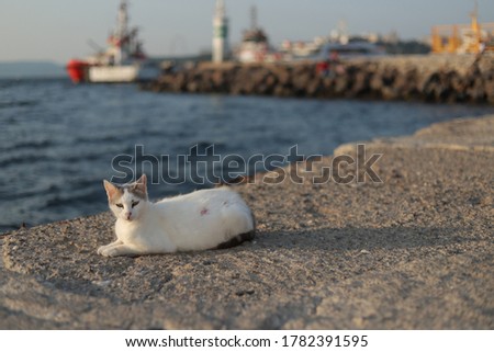 White Stray cats Looking at the Camera. At the Background blurry harbor can be seen.