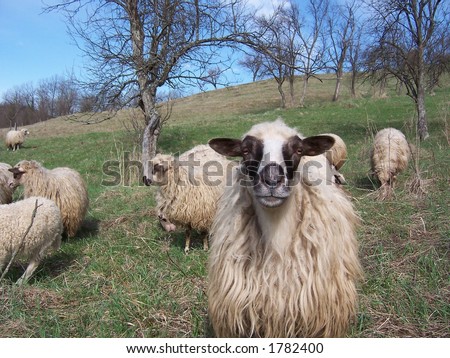 Sheep looking.