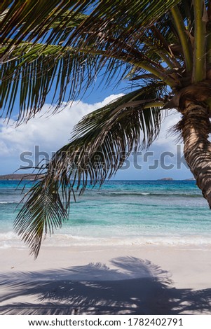 A palm tree in the foreground overlooking the Caribbean Sea from Playa Zoni beach in Culebra, Puerto Rico