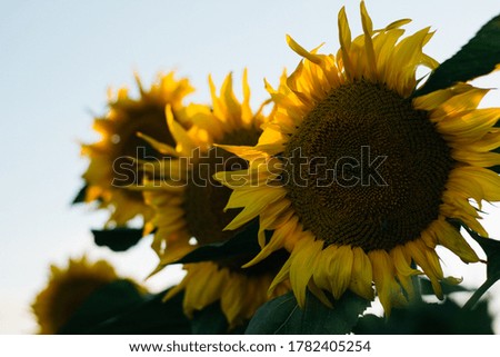 photo of sunflowers, sunflower field at sunset