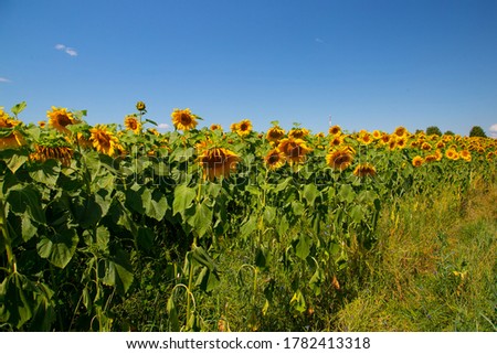 beautiful yellow summer sunflowers on a field against a blue sky for your background or design