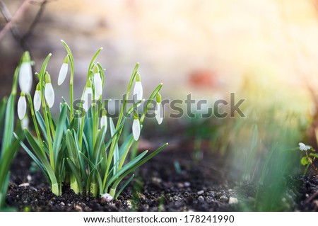 first spring flowers, snowdrops in garden, sunlight 