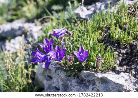 
Flowers grow are on stones and rocks