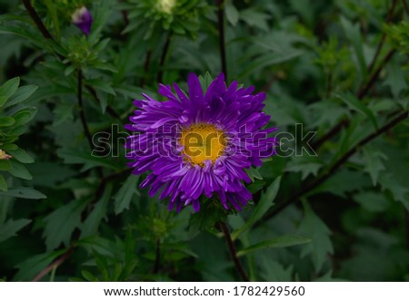 Chandramllika Amazing Violet Flower Photography Art with copy space Background