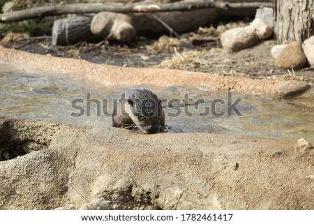 Mature otter playing in the water.