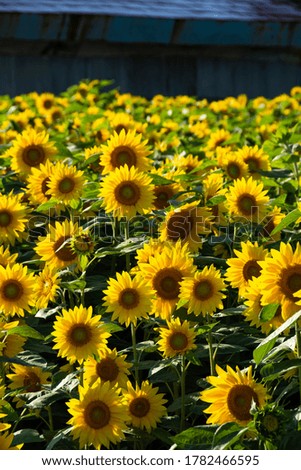 Sunflower field in full bloom
