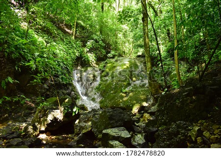 A waterfall through a forest