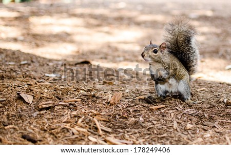 Squirrel Animal Nature Wildlife