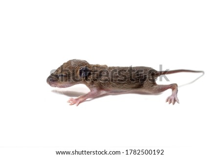 Young rat on a white background