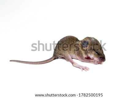 Young rat on a white background