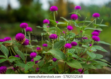 Image of Globe amaranth flowers or (Gomphrena globosa - in Latin). Photographed at close range in the garden. Royalty-Free Stock Photo #1782512168