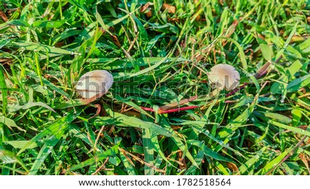 view of small white mushroom on grass