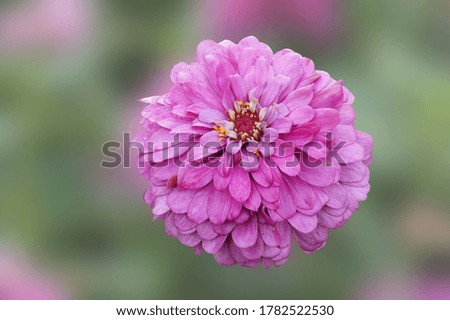  Freshness zinnia blooming on blured nature Background with clipping path.                              
