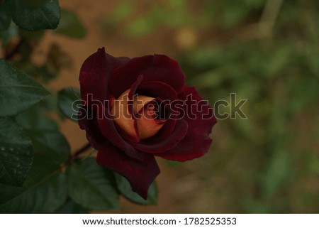 Red blend Flower of Rose 'Black Gold' in Full Bloom