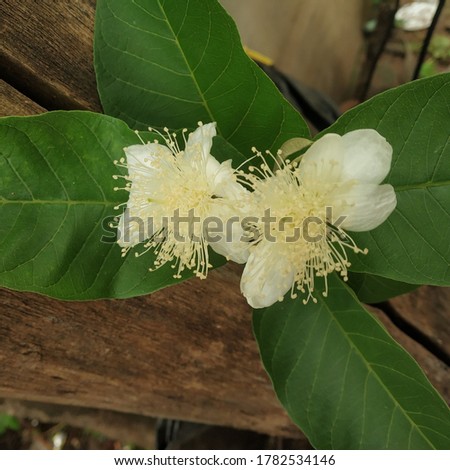 White colour guava flowers at garden