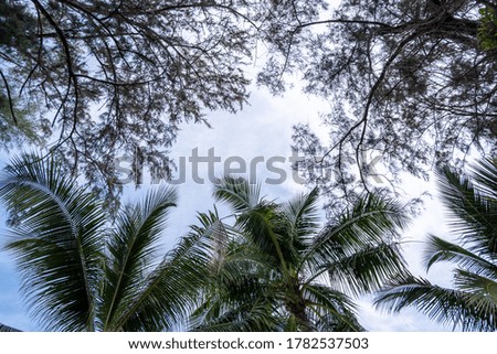 Coconut palm leaf and pine leaf with sky view. Phuket, Thailand.