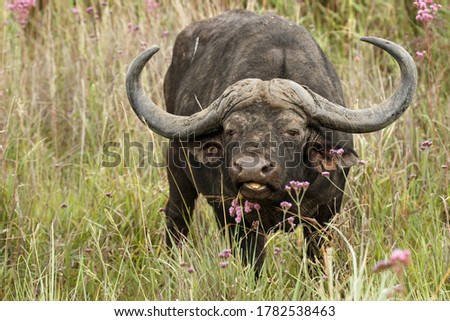 Cape Buffalo bull 