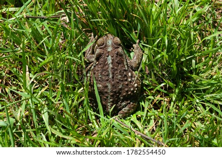 Toad hiding in the middle of the grass
