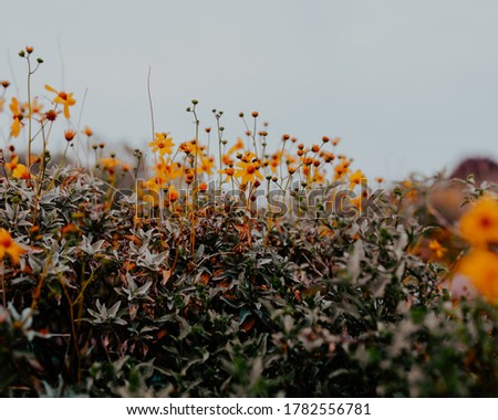 Desert yellow wildflower blooms in Arizona on cloudy day Royalty-Free Stock Photo #1782556781