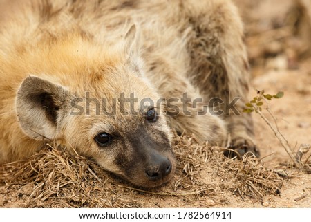 Lazy Spotted Hyena resting during the day