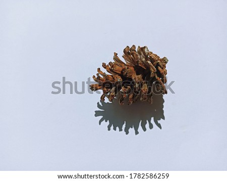 Pine fruit isolated on a white background.
