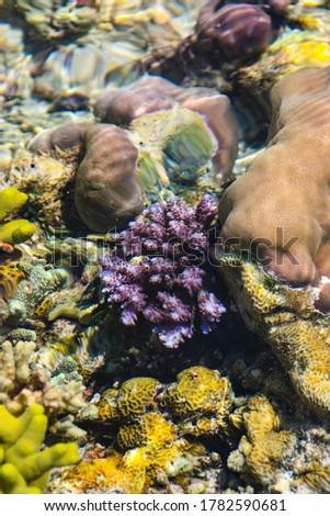 Portrait view of purple coral reefs in shallow sea water, with ripples and sometimes out of focus objects under water