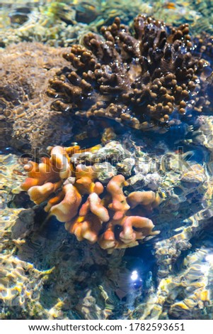 Portrait view of orange color coral reefs in shallow sea water, with ripples, glimmering lights and out of focus objects under water