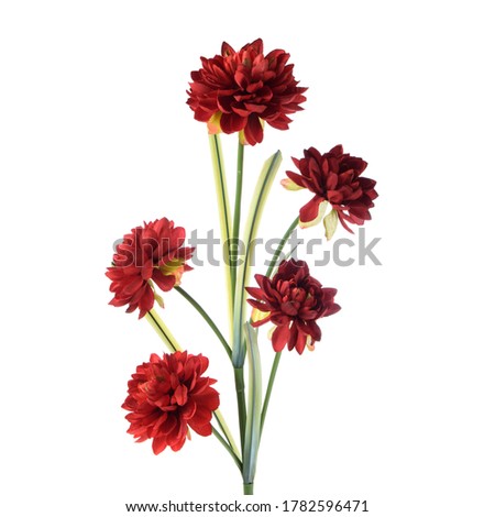 Dahlia branch with lush flowers.