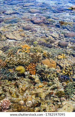 Portrait view of colorful coral reefs in shallow sea water, with ripples, glimmering lights and out of focus objects under water
