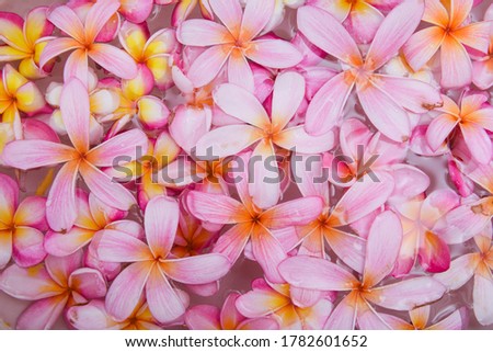 Closeup plumeria , frangipani flowers with water drops on petals