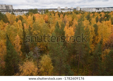 Autumn forest with green, red and yellow leaves. 