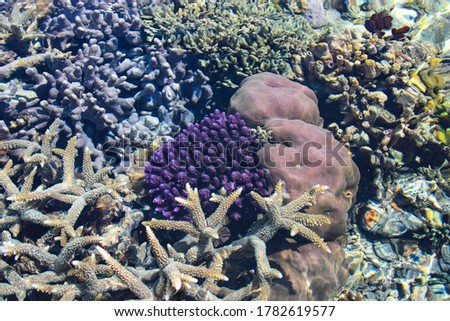 Landscape view of purple coral reefs in shallow sea water, with ripples, glimmering lights and out of focus objects under water