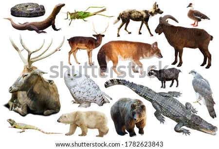 assortment of many kind of asian wild birds, reptiles and animals on white background