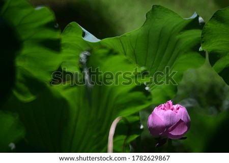 lotus pool with nature background at summer