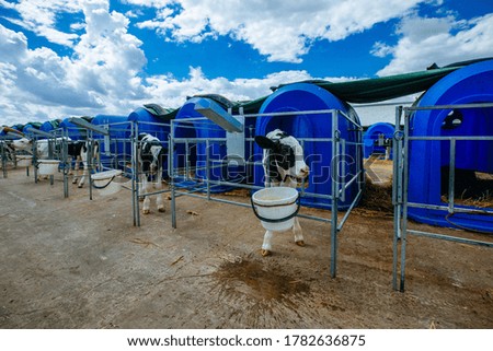 Young Holstein calves in blue calf-houses at diary farm