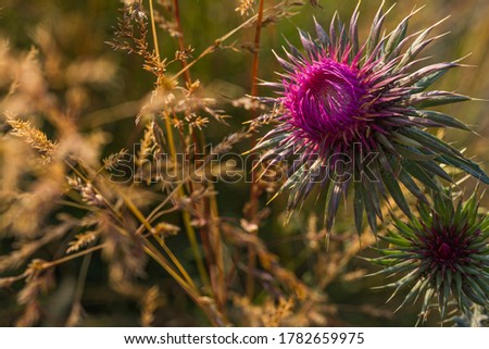 Milk thistle flower opening in a golden sunset.defocused background Copy space.