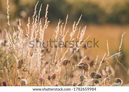 Golden wild herbs at sunset in back light at summer. Copy space