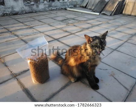 A female angora cat sitting with her food while yawning