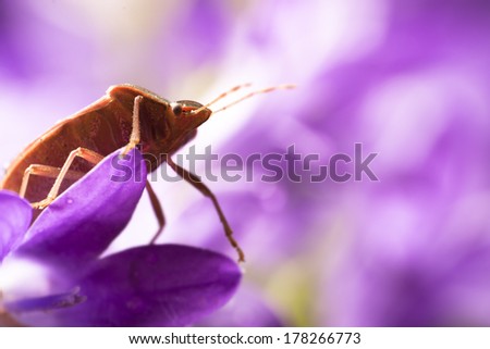 Super macro photo of bedbug on flower 