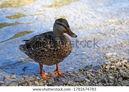 There is a wild duck on the shore of a lake or river. Wild nature