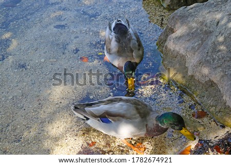 Two wild ducks come ashore from the water