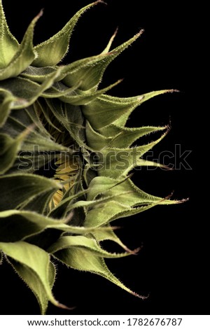 Unopened sunflower isolated on black background