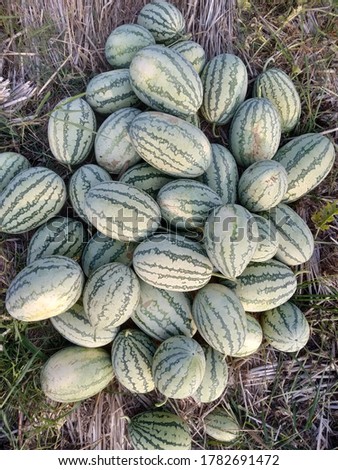 cut watermelons on a pile of ripe watermelons in the field.