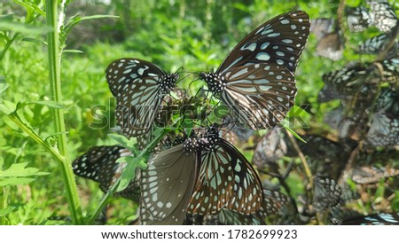 picture of group of beautiful butterflies 